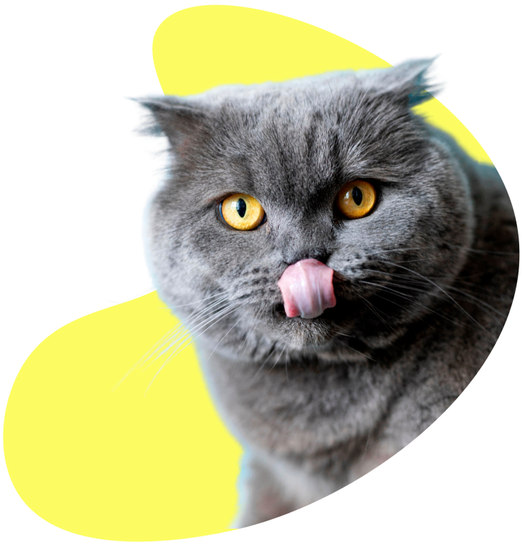 Banner Cat